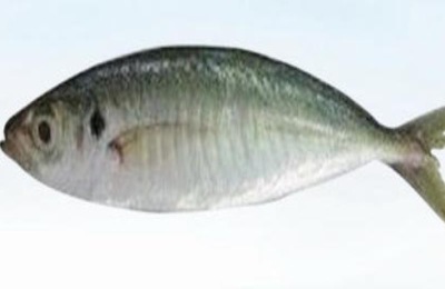 巴浪鱼一斤多少钱?为什么这么便宜?(附营养价值和市场前景)