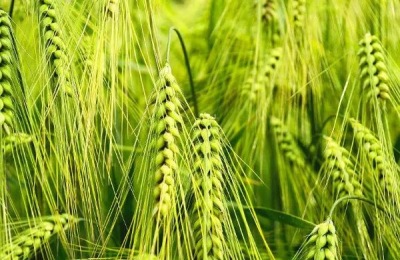 关中地区冬小麦最佳播种时期,小麦怎么种
