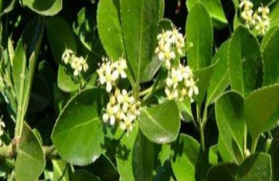 大叶黄杨种植方法
