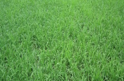 禾苗如何预防倒春寒