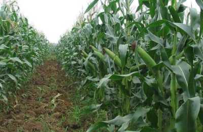 宁单19玉米品种介绍,适合哪里种植,产量如何