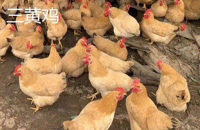 麻鸡养殖多少天出栏,和三黄鸡有什么区别