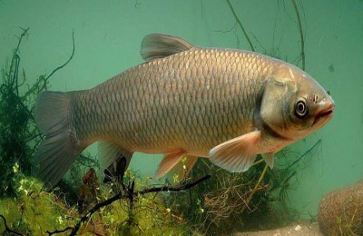 军鱼人工养殖多少钱?军鱼和草鱼有什么区别?(附养殖技术)