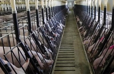 养猪场需要的工具,猪场建设用地怎么审批