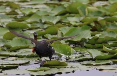 不需要经常浇水的室内盆栽植物有哪些