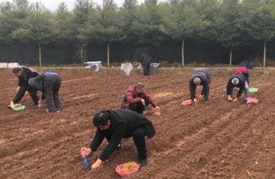桑树苗一亩地多少颗,附种植方法