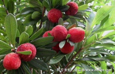 台湾杨梅价格如何?台湾杨梅有哪些品种