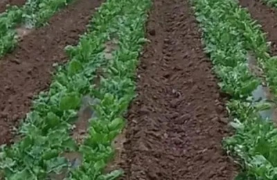 甜菜种植时间和方法,一般可在4-5月份播种