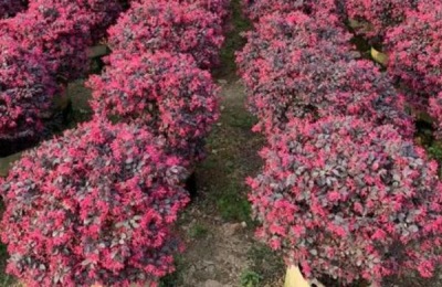 红花继木的种植技术,在微酸性土壤中生长良好