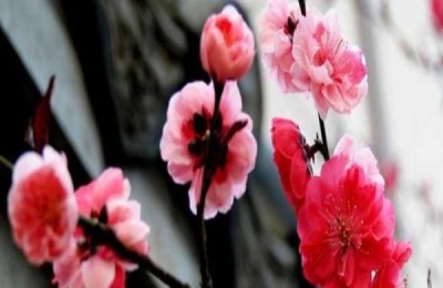 梅花为什么不开花