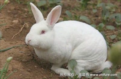 獭兔养殖前景如何?100只獭兔养殖利润分析