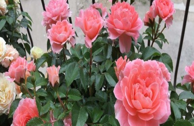 爬藤月季什么品种好?这六个品种开花量大,很好看