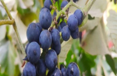 葡萄干在哪里好吃？葡萄干有哪些品种