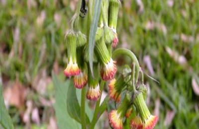 紫藤花有几个品种？介绍七个常见品种