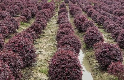 红花继木的种植技术,在微酸性土壤中生长良好