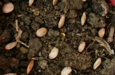香芋南瓜种植技术和田间管理,生长周期多长