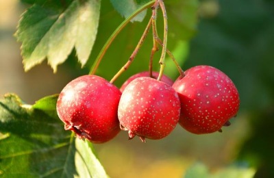 什么品种的杏树好