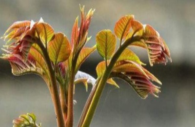 香椿种植技术要点