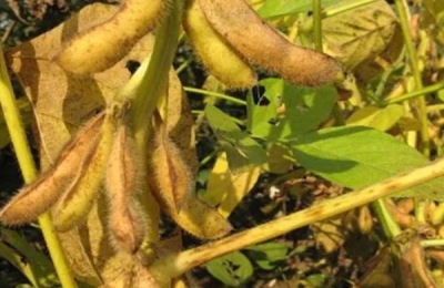 黄豆的种植时间,附种植方法