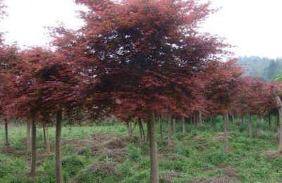 红枫杏价格一斤多少钱？有什么选购技巧