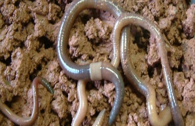 农村养殖创业项目推荐1万元