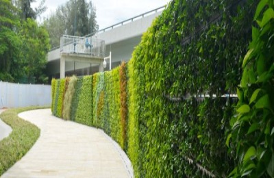 雪桃树苗的品种和价格