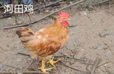 河田鸡和普通鸡的区别