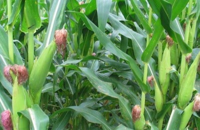 宁单19玉米品种介绍,适合哪里种植,产量如何