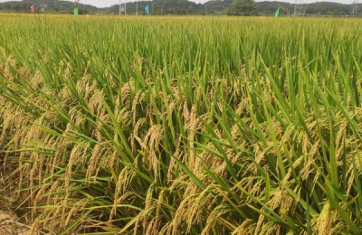 中盛21号水稻品种介绍