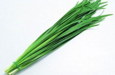 韭菜有哪些高产优良品种