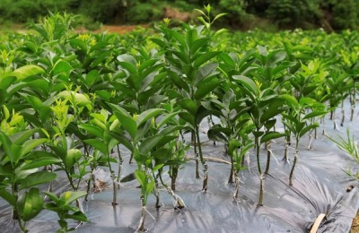 洋葱苗的价格是多少？春天什么时候移栽