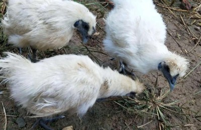 黑脚鸡是什么品种