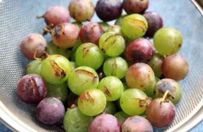 木纳格葡萄苗多少钱？木纳格葡萄有什么特点