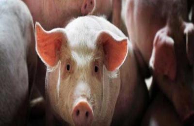 养猪人工授精的技巧