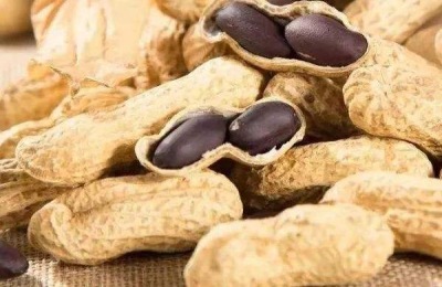 很少有农民愿意种植黑花生。种植黑花生有哪些困难