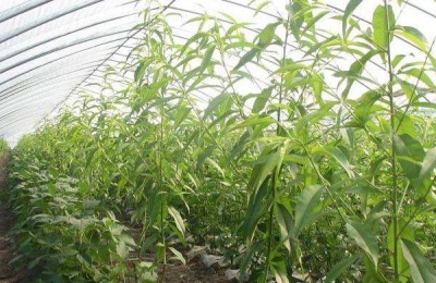 什么品种的油桃好？盘点几个常见的给你