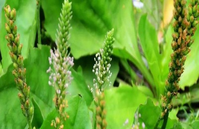 猪耳朵草学名叫什么