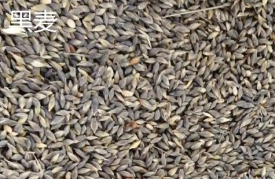 黑麦和小麦的区别