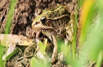 黑斑蛙一斤多少钱?黑斑蛙的养殖前景如何