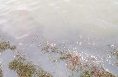 高铁酸钾水产用途