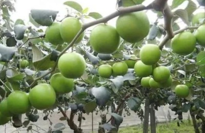 一斤石榴多少钱？石榴种植前景分析