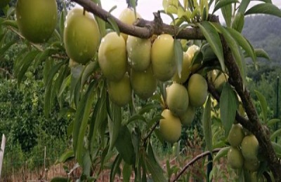 一株李苗多少钱?种植李子的好处是什么