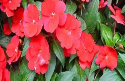 凤仙花从播种到结果需要多久