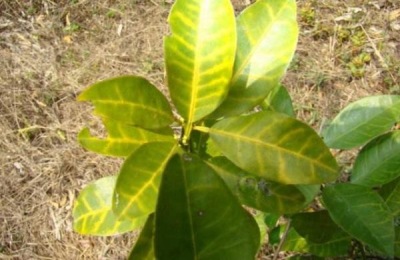 三个柑橘品种最适合在南方种植,它们有什么特点