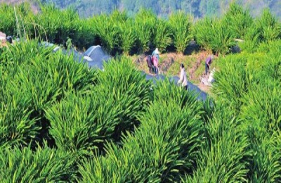 种植黄草的注意事项