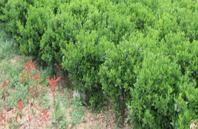 突尼斯软籽石榴种植前景分析(附突尼斯软籽石榴树苗价格)