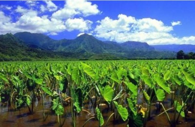 土鸡一斤多少钱?土鸡养殖前景如何