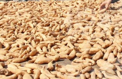 种什么药材最赚钱最赚钱?和大家分享几个口碑不错的