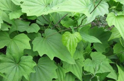 东北适合种植什么中草药