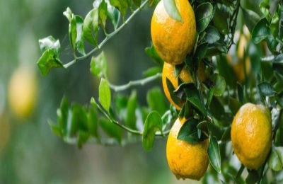 苹果品种介绍具有发展前景